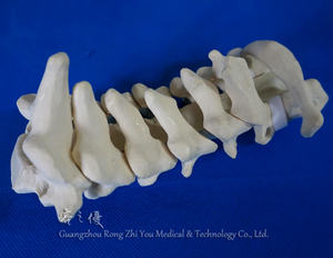 Mousse solide, <span class=keywords><strong>C1</strong></span>-<span class=keywords><strong>C7</strong></span> Vertèbre Cervicale Os, Colonne Vertébrale Du Col Utérin Modèle de Formation - Product Image 2