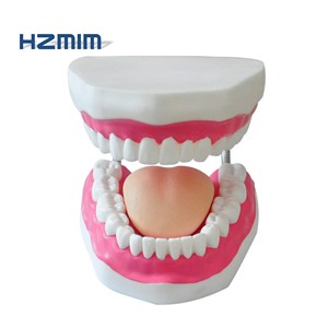 <span class=keywords><strong>Modello</strong></span> Dentale in Plastica Avanzato HZMIM DT-01 Rosso con Effetto Pelle Realistico per Insegnamento Medico e Pratica Chirurgica Odontoiatrica - Product Image 4