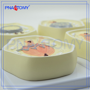 Modelo de <span class=keywords><strong>Mitosis</strong></span> Celular Animal Popular de PVC PNT-0827, 8 Piezas, Modelo de Plástico - Product Image 2