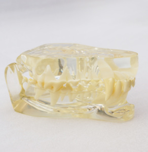 Modelo de Dientes Felinos de Resina Transparente Gelsonlab HSDT-R1, Modelo de Dientes de Gato, Modelo de Dentición Felina - Product Image 2