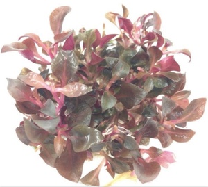 Alternantera cardinalis-piante InVitro piante asettiche TC piante - Product Image 1
