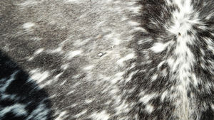 Cow Hide Rug - Product Image 6