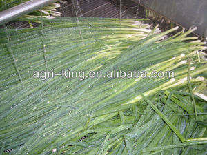 Cebolla de primavera cebolla verde fresco en a granel - Product Image 4
