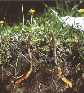 Extrait de Cordyceps Sinensis (Champignon chenille chinois) OPÉRATION GMP & BIOLOGIQUE & HACCP & KOSHER & HALAL & ISO9001 - Product Image 3