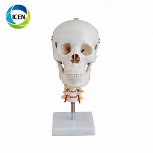 IN-102 PVC medische anatomisch type menselijk plastic skelet plastic schedel model met cervicale wervelkolom