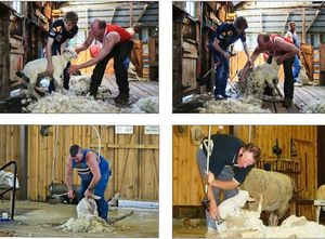 Laine de <span class=keywords><strong>mouton</strong></span> de coupe machines, Grande puissance prix de électrique flexible arbre moutons shearers - Product Image 2