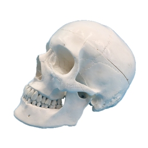 Mô Hình Sọ Giải Phẫu Y Tế Người - Product Image 1