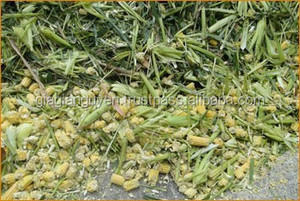 Déshydrater l'ensilage de maïs très bon marché pour l'élevage de bovins et de porcs de cheval Emballage de sac jumbo de 600kg par Gia Gia Nguyen Company - Product Image 4