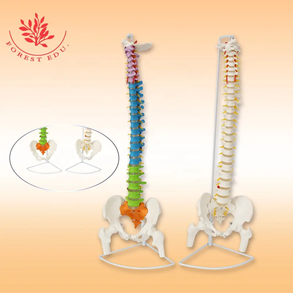 FOREST人間の脊椎モデル脊柱教育ツール解剖学的柔軟なカイロプラクティック医学