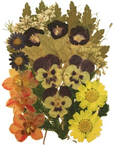 Assorted Real Pressed Flower, Daisy, Alyssum, Larkspur, <strong>Pansy</strong>