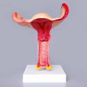 <span class=keywords><strong>Utérine</strong></span> modèle anatomique système reproducteur Féminin modèle modèle d'organe - Product Image 2
