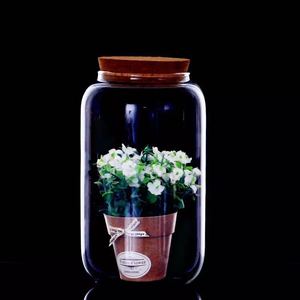 Transparent Glass Terrarium with LED Lights for Wedding and Moss/Nature Plant Decor Art Deco Design Round Shape Tabletop <strong>Vase</strong> - Product Image 2