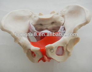 ISO kadın pelvis modeli pelvik kaslar ve pelvik organlar ile, Kadın Genital Modeli - Product Image 1