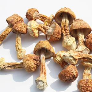 Detan seco <span class=keywords><strong>Agaricus</strong></span> blazei/Nombres de hongos <span class=keywords><strong>comestibles</strong></span> - Product Image 5