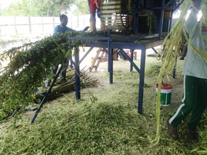 Factory Supply Philippine Banana Fiber Extracting Machine with Manila <strong>Hemp</strong> Fiber <strong>Decorticator</strong> - Product Image 6