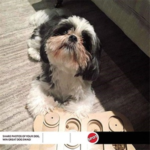 Pet interaktif arayın bir tedavi Shuffle kemik oyuncak bulmaca geliştirmek köpek IQ özel olarak tasarlanmış eğitim davranır - Product Image 4