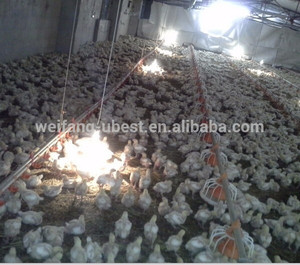 Línea de alimentación para aves pollo <span class=keywords><strong>casa</strong></span> - Product Image 4