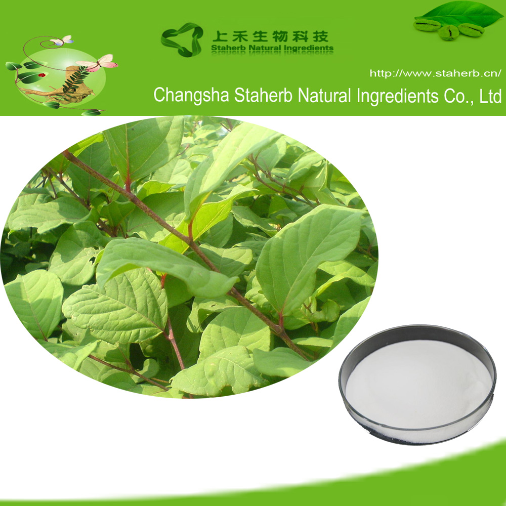 Polygonum Cuspidatum Extract Resveratrol 98% powder