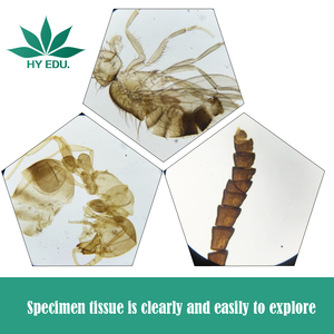 <span class=keywords><strong>Kit</strong></span> Educativo di Entomologia con 24 Vetrini Preparati di Insetti Intero per Microscopia - Product Image 2