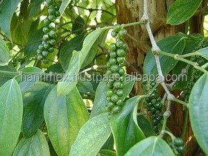MEJOR PRECIO VENTA AL POR MAYOR DE VIETNAM Granos de pimienta negra 500g/l 550g/l 570g/l especias crudas 2025 - Product Image 6