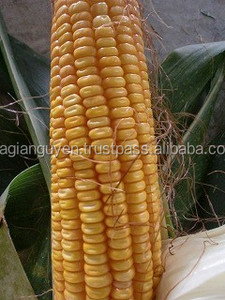 <b>CHEAP</b> GGNCS BRAND CORN SILAGE (VIETNAM)-12 MONTHS <b>SHELF</b> LIFE - Product Image 3
