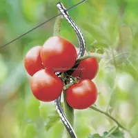 Spiral tel domates desteği