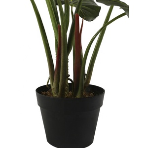 พืชสีเขียวอโลเซียมาใหม่80ซม. สำหรับตกแต่งภายใน - Product Image 5