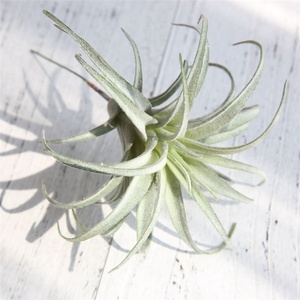 S-3293 Succulentes artificielles pas chères directement de l'usine, plantes artificielles sans pot, tiges de <span class=keywords><strong>Tillandsia</strong></span> pour arrangements floraux - Product Image 2