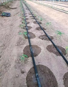 Sistema di Irrigazione <span class=keywords><strong>a</strong></span> <span class=keywords><strong>Goccia</strong></span> 2024 Vendita Calda Modello <span class=keywords><strong>per</strong></span> 1 Ettaro Sistema di Irrigazione con Tubo Gocciolante in Plastica <span class=keywords><strong>per</strong></span> Agricoltura dalla Fabbrica Cinese - Product Image 1
