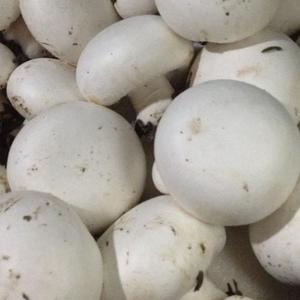 Detan champiñones congelados/Nombres de hongos comestibles - Product Image 3
