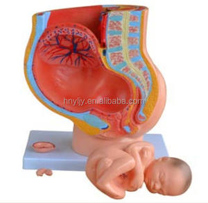 生物学解剖学人类女性骨盆部分 (4部分) 模型 - Product Image 4