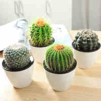 Meilleures ventes Décoration intérieure Accessoires de table Plante artificielle réaliste Cactus Opuntia Plante succulente Décoration de bureau