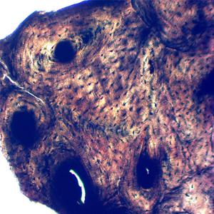 Lames de microscope préparées sur le thème des insectes médicaux (moustiques) pour l'étude en biologie en laboratoire, lot de 25 lames de verre avec bords polis - Product Image 4