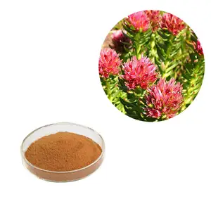 3% Rosavin 10% salidroside 10:1 estratto di radice di Rhodiola Rosea in polvere integratore naturale Rhodiola Rosea estratto in polvere