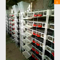 Cage à Cailles Automatique en Plastique Type H de Qualité Supérieure