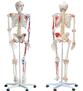 Человеческое моделирование ПВХ модель анатомии человеческого скелета 180 см с цветными мышцами и связками
