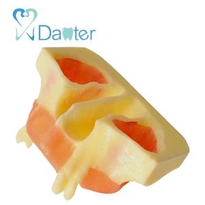 أفضل بيع رفع الجيوب الأنفية الممارسة نموذج الراتنج سيليكون الأسنان نموذج لشكل الأسنان لطبيب الأسنان - Product Image 3