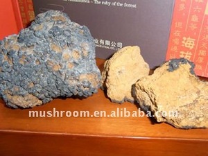 Hongo <span class=keywords><strong>Chaga</strong></span>; Inonotus Obliquus; Nutritivo Betula Platyphylla - Product Image 2