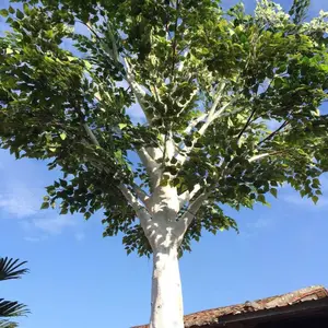 outdoor windproof large fiberglass white artificial birch tree branches wholesale