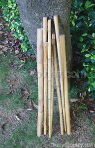 Poteaux durables en bambou Tonkin à paroi épaisse pour soutenir les plantes - Product Image 6