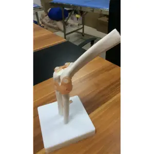 Human Life Size Human Knee Joint Skeleton Model A1025