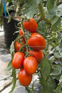 Için organik çözüm domates zararlıları ve hastalık sorunları - Product Image 5