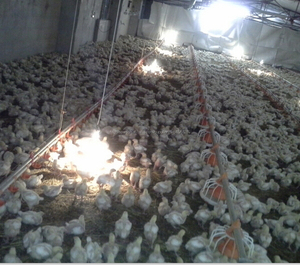 Poultry equipment proveedor en China , automático de pollos de engorde pollo forraje sistema - Product Image 1