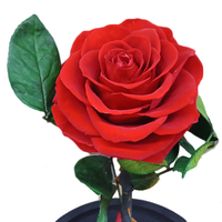 Grosir Beauty And The Beast Rose Bunga Mawar Diawetkan Nyata Dalam Kubah Kaca dengan Kotak Hadiah Mewah