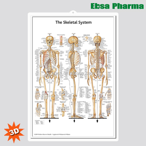 Carteles/Poster de Anatomía Humana Médica en 3D - <span class=keywords><strong>el</strong></span> <span class=keywords><strong>Sistema</strong></span> Esquelético - Product Image 1