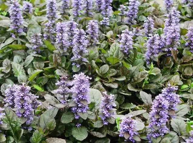 Orijinal doğal bitki aromatik otlar ajuga turkestanica özü