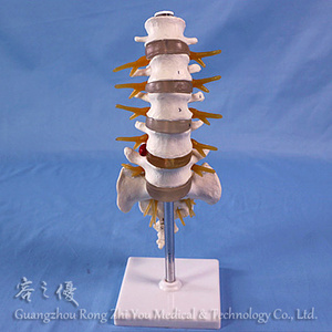 Modelo de Columna Vertebral Lumbar Humana R020709, Anatomía Humana en 3D - Product Image 1