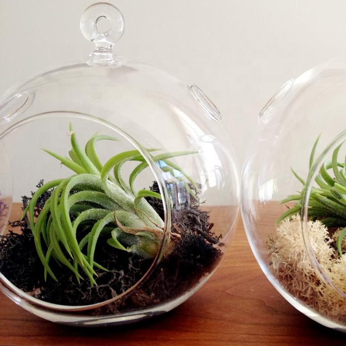 MH-12536 прозрачный подвесной стеклянный шар стеклянный воздушный террариум