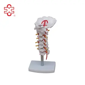 Columna vertebral cervical con arteria del cuello columna vertebral modelo de esqueleto