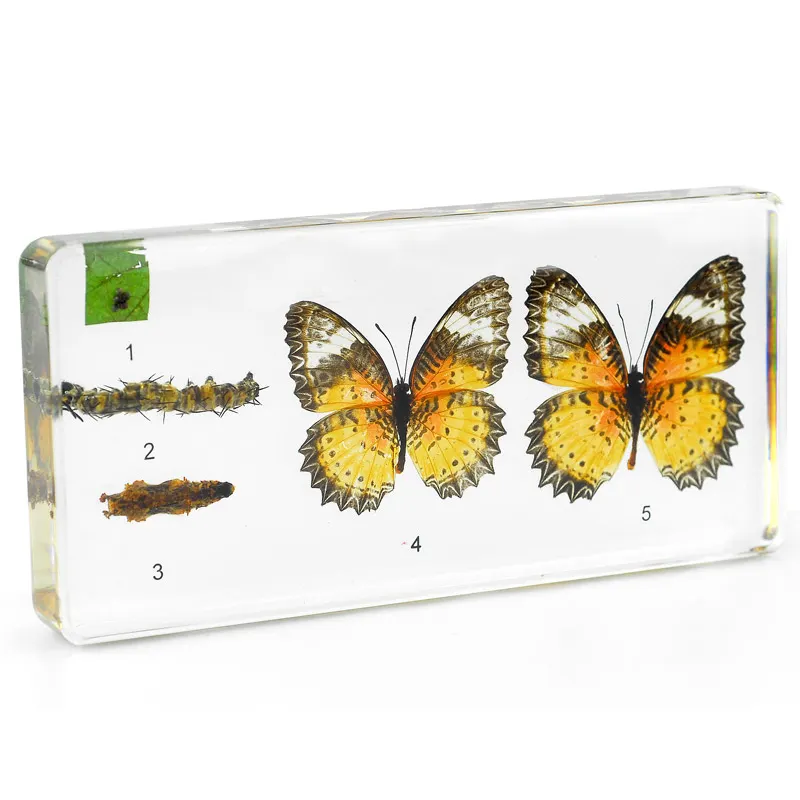 El ciclo de vida de mariposa Real resina especímenes ámbar pisapapeles de acrílico